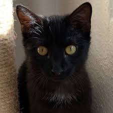 Minikatz Amelie Die Madchen Sitzen So Gern Am Fenster Im Treppenhaus Und Schauen Nach Draussen Nicht Nur Weil Es Heute H Angsteinflossend Katzen Eichhornchen