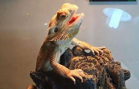 Why Is My Bearded Dragon Breathing Heavy Thepettime Com