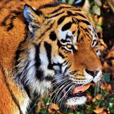 Tiger jigsaw is a fun online puzzle game. Tigers Free Puzzles Collect Online Puzzles