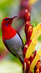 Crimson Sunbird Aethopyga Siparaja Resident Breeder In Tropical Southern Asia From India Through Bangladesh Guzel Kuslar Guzel Yaratiklar Rengarenk Kuslar