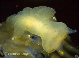 Image result for Melinis ambigua