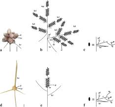 Image result for Alinula paradoxa