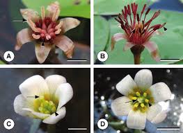 Image result for Brasenia