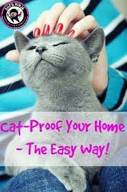 Cat Proof Your Home Cat Proofing Cats Cat Care