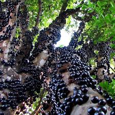 Nho service og handel er den nest største landsforeningen i nho. Cay Giá»'ng Nho Than Gá»— Tá»© Quy Giá»'ng Nháº­p Kháº©u Cho Quáº£ Quanh NÄƒm Cay 1