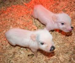 List of popular animals and their babies! Pin On Piglets