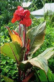 Canna Canna Canna Growing Canna Lilies In Your Garden Canna Lily Tropical Flower Plants Plants