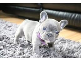 Best prices, warranties, and akc registered at huskerland bulldogs. Akc Registered Blue Merle French Bulldog Animals Kansas City Missouri Announcement 154550