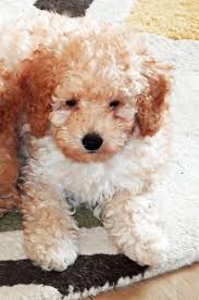 Explore 511 listings for red poodle puppies for sale uk at best prices. Quotes About Poodle 71 Quotes