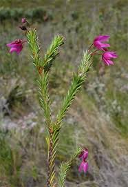 Image result for Sauvagesia