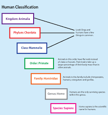 classification and taxonomy lessons tes teach