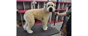 The Soft Coated Wheaten Terrier Archives Petbusiness Com