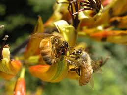 We did not find results for: Honeybees Wasps And Bees Te Ara Encyclopedia Of New Zealand
