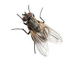 Mouche Domestique Lodi Group Hygiene Urbaine