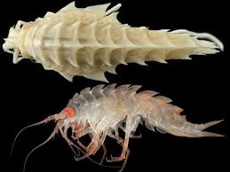 Pin On Strange Sea Creatures I Ll Never See