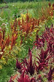 Part 2 The Dinner Plates Dahlias Flowers For Drying Dahlia Flower Habitat Garden Native Plants
