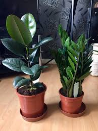 Check spelling or type a new query. New Additions The Zz Plants Roots Are So Big The Pot Is Warped Houseplants