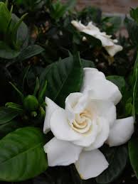 Gardenia Gardenia Jasminoides Is A Sweetly Smelling Tropical Indoor Plant In The Same Family As The Coffee Plant Rubiaceae Coffee Plant Indoor Plants Plants