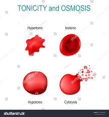 How Do Red Blood Cells React In A Hypotonic Solution? - Quora