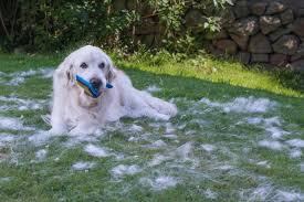 But there's no need to spend tons of money at the dog grooming salon. Golden Retriever Shedding How Much And How To Get Control
