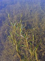 Image result for Potamogeton richardii