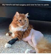 The best memes from instagram, facebook, vine, and twitter about cat panting. This Cat Has No Pants Meme
