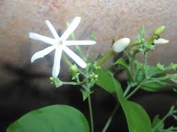Image result for Jasminum pauciflorum