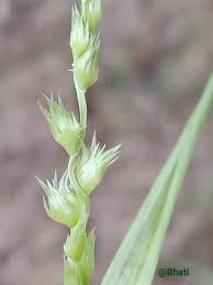 Image result for Cenchrus biflorus