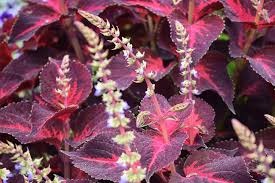 Gefüllte, rosa blüten mit roter fleckenzeichnung und gewellten blütenblatträndern; Wie Betreiben Rotblattrige Pflanzen Photosynthese Botanik Guide