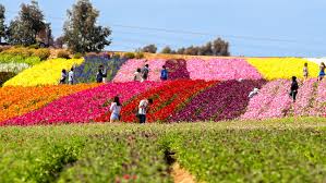 This year, the fields festival will feature the bakhchisarai duet @108502098008631:274:эдi creating an extravagant mix of crimean tatar folklore, intense. Visiting The Carlsbad Flower Fields
