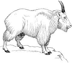 Images For How To Draw A Mountain Goat Mountain Goat Art Images Drawings