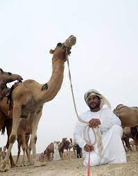 It's a bit strange to westerners that to enter some of the competitions an owner must have multiple camels. Winners Of Camel Beauty Contest At Al Dhafra Festival Crowned The National