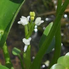Image result for Heteranthera callifolia