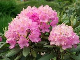How long does it take for a cutting to root in water? Rhododendron Planting Caring For And Pruning Rhododendrons