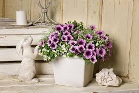 Hope this post proves to be very helpful and informatics for you that. 21 Annual Flowers For Year Round Color Hgtv