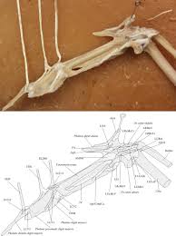 Now go to the ninja hideaway to see how your element shines. Anatomy Of The Forelimb Musculature And Ligaments Of Psittacus Erithacus Aves Psittaciformes Razmadze 2018 Journal Of Anatomy Wiley Online Library