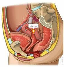 Image result for uterus