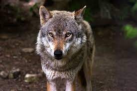 Why Do Wolves Howl At The Full Moon Revista Metode