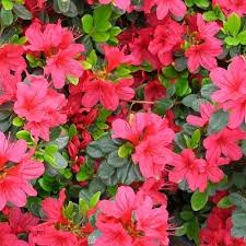 Pin On Great Gardens Ideas