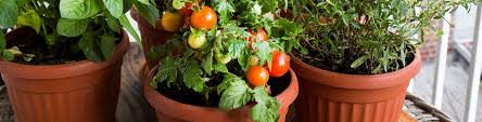 12 tomatoes plants, 1 cup per plant, take off ¾ of leaves, plant side ways about 5 inches deep. How To Plant Tomatoes 7 Common Mistakes When Growing Tomatoes In Pots Flower Power