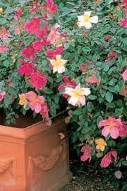 The Antique Rose Emporium Showy Flowers Antique Roses Beautiful Roses