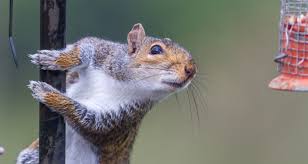 If your home is in a densely wooded areas with a. Household Pests Gray Squirrels Farmers Almanac