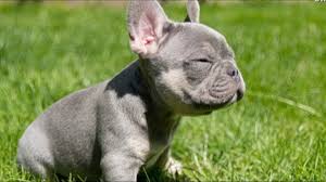 We are donovan and jennifer rothschild of blue bat pigs french bulldog breeders in maricopa, arizona. These French Bulldog Puppies Are Adorable But Also Incredibly Expensive 12news Com