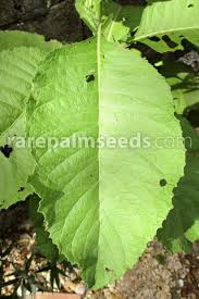 Image result for Blumea