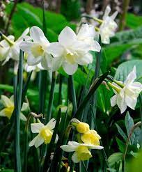 Narcissus Pueblo Jonquilla Narcissi Narcissi Flower Bulb Index Bulb Flowers Narcissus Narcissus Flower