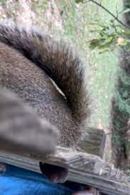 A squirrel's primary reason to dig is to bury their cache of food such as nuts, seeds, or acorns. Eye Watering Moment Squirrel Is Found Stuck In A Fence By His Testicles But He Finally Manages To Yank Himself Free