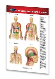 There are seven cervical vertebrae in the neck, 12 thoracic vertebrae in the torso and five lumbar your lumbar spine supports the upper parts of the spine. Trigger Points Guide Head Amp Torso Pocket Size Quick Reference