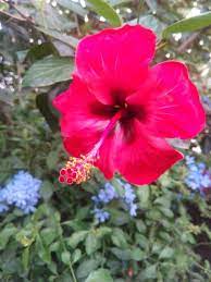 Pin On Hibiscus