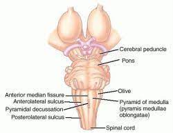 P S Of The Medulla Oblongata Definition Of P S Of The Medulla Neuro Flashcards Medical Dictionary