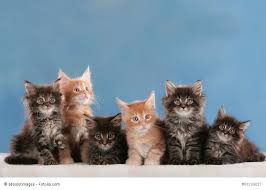 Definition, rechtschreibung, synonyme und grammatik von 'vergebens' auf duden online nachschlagen. Katze Kaufen Das Solltest Du Beachten Haustiermagazin